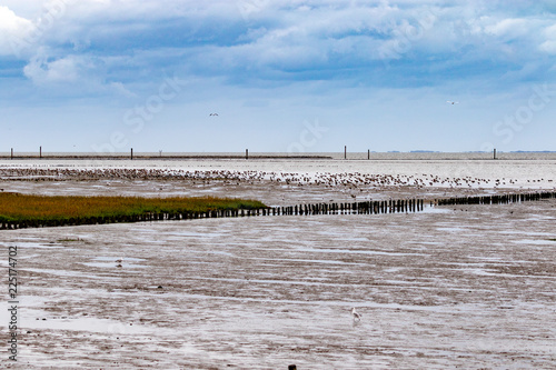 View in the mudflats in germany under bluw sky photo