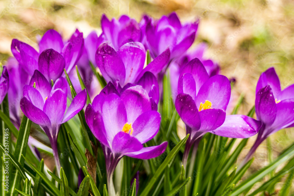 Crocus, plural crocuses or croci is a genus of flowering plants in the iris family. A single crocus, a bunch of crocuses, a meadow full of crocuses, close-up crocus Crocus, plural crocuses or croci is a genus of flowering plants in the iris family. A single crocus, a bunch of crocuses, a meadow full of crocuses, close-up crocus