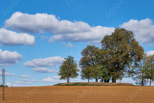 Green and yellow trees surrounded by brown field