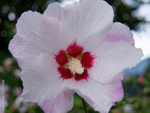 Flower at lake garda photo