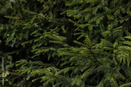 Beautiful fir with green branches in forest  closeup