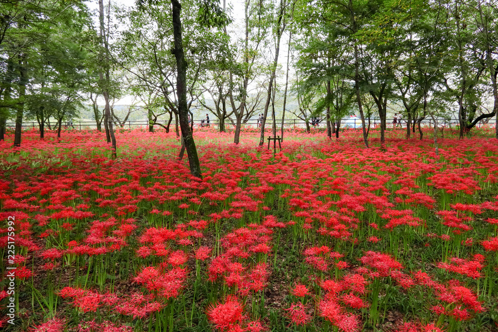 彼岸花　巾着田　埼玉県日高市