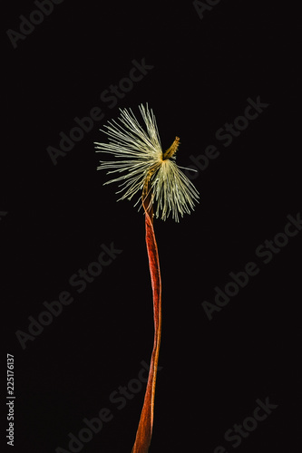Gerbera seed with petal on a black background