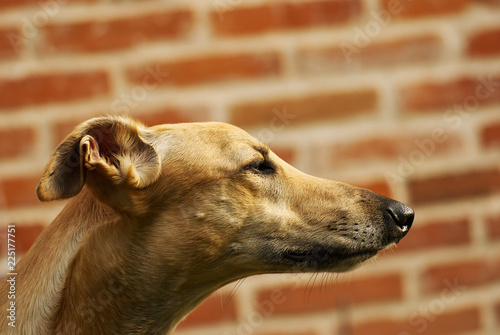 Portrait of a brown greyhound outdoor in spring