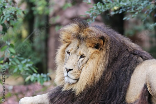 Beautiful Lion  