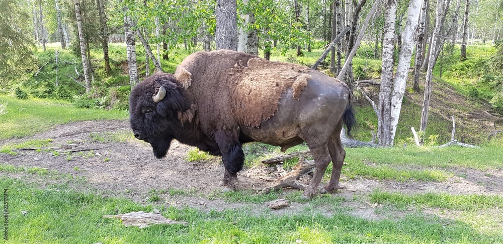Bison Bison