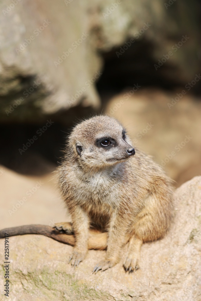 Fototapeta premium Curious Meerkat is watching you 
