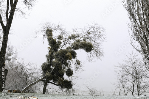 Giboul  e de premi  re neige sur arbres au bord de Loire 41220