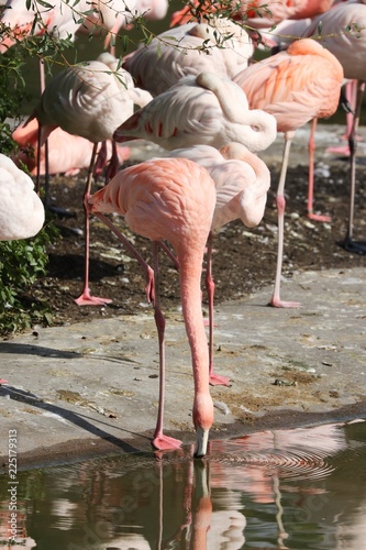 Fotografia Bevy of colored Flamingos