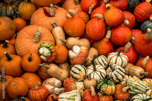 Pumpkins are waiting for Halloween 