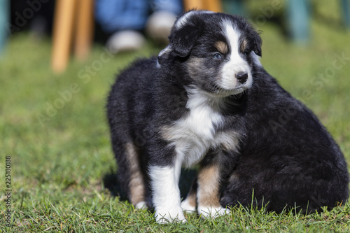 Süsse Hundewelpen Australian Shepherd am Spielen © scaleworker