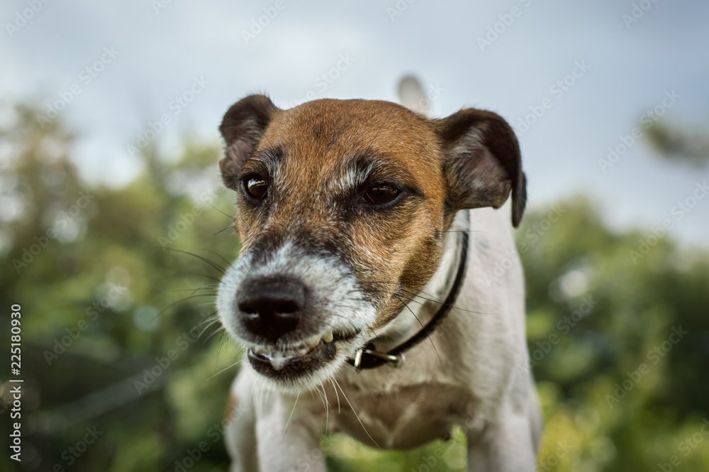 A hunting dog, a fox terrier, an angry grin