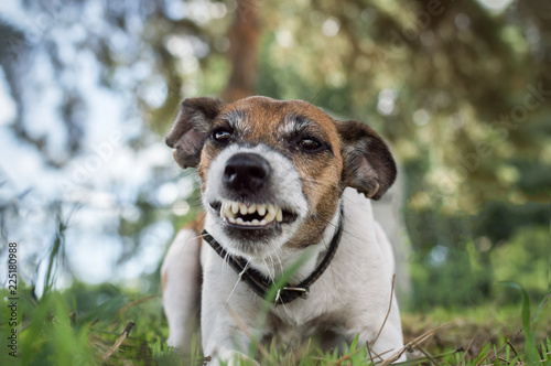 A pedigree dog fox terrier is angry, danger