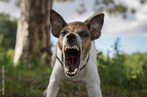 Fototapeta Naklejka Na Ścianę i Meble -  Aggressive dog on the hunt, fox terrier, danger, bared teeth