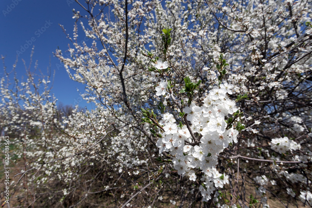 Flowering plum. Sunny warm spring day. Flowering plum. Sunny warm spring day.