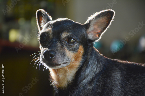 Fototapeta Naklejka Na Ścianę i Meble -  Cute black and small chihuahua dog looking on blur background.