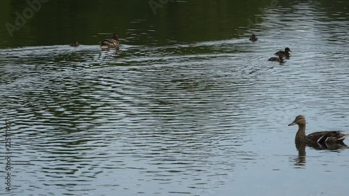 ducks slip on the mirror of water leaving the stains on the water.