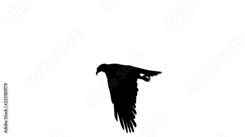 Black silhouette of a flying eagle. Alpha channel. Alpha matte. FullHD.