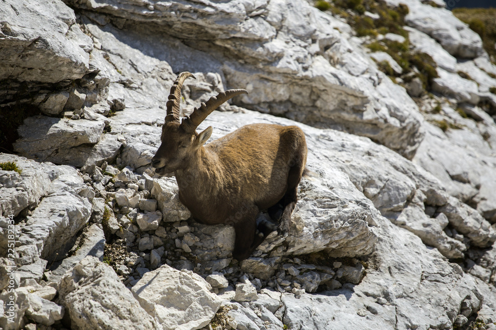 Alpine ibex on rock near Pristojnik peak in Julian Alps, Slovenia Alpine ibex on rock near Pristojnik peak in Julian Alps, Slovenia