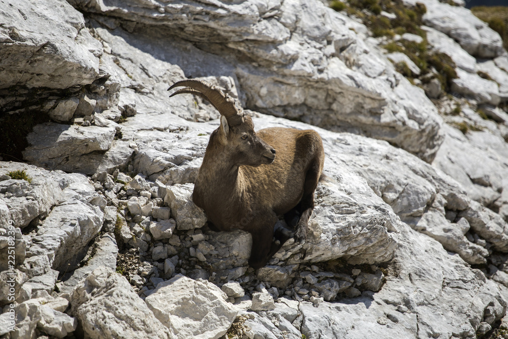 Alpine ibex on rock near Pristojnik peak in Julian Alps, Slovenia Alpine ibex on rock near Pristojnik peak in Julian Alps, Slovenia