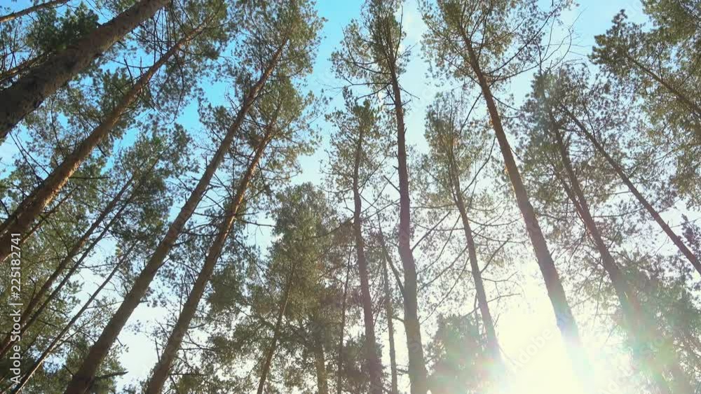 High pines in forest at beautiful day, sun through trees. Pine forest.