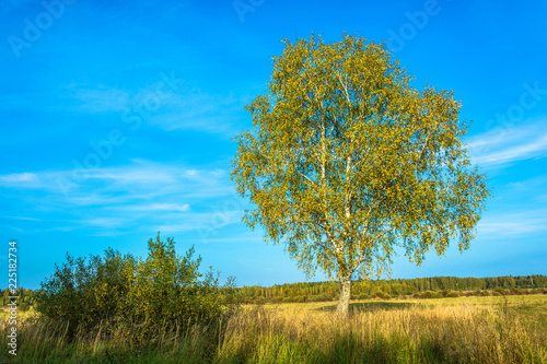 Landscape with a lonely birch in the autumn day.
