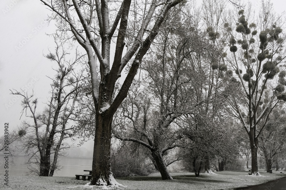 Giboulée de première neige sur arbres au bord de Loire 41220 Giboulée de première neige sur arbres au bord de Loire 41220