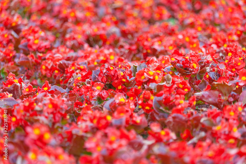 A field of red begonia flowers as background  texture  shallow depth of field  copy space 