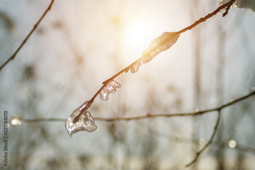Close up view of a frozen dry branch against of a sunlight (toned)