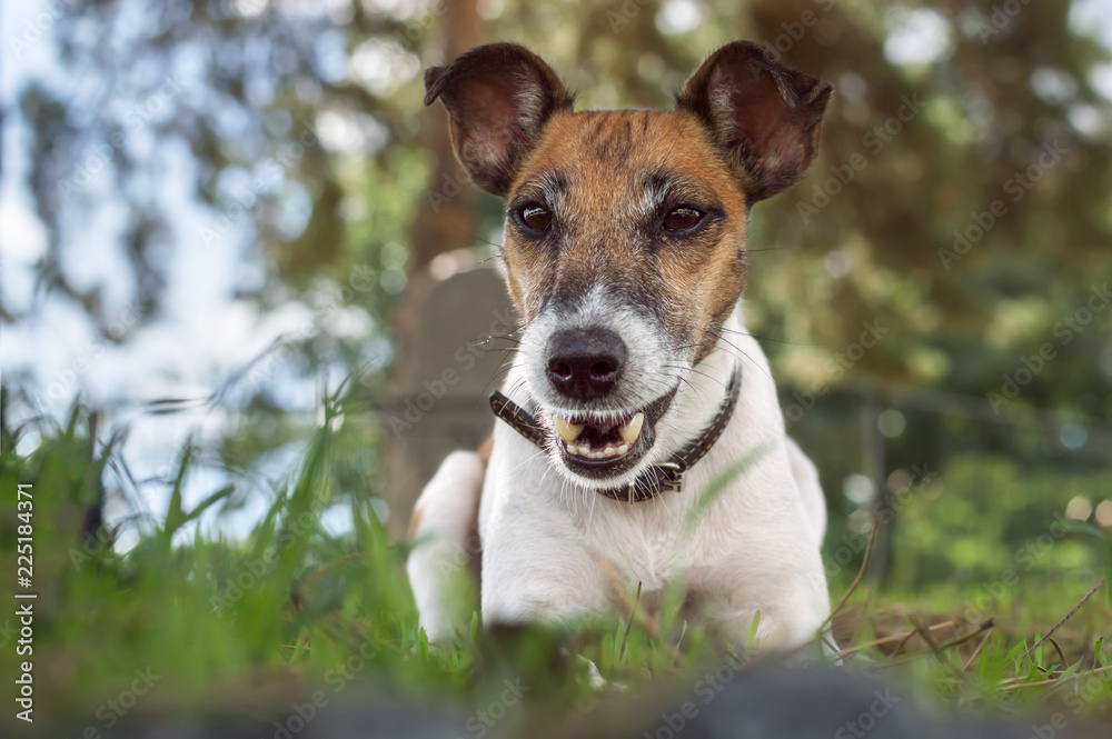 Dog fox terrier lies on a green glade Dog fox terrier lies on a green glade
