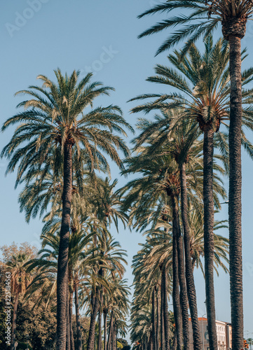 palm avenue in palma de mallorca