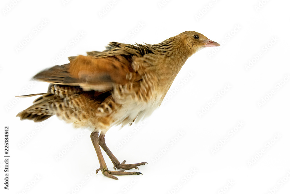 Corncrake or Landrail (Crex crex) isolated on white Corncrake or Landrail (Crex crex) isolated on white
