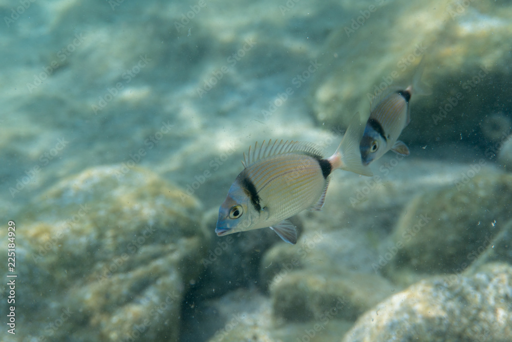 Beautiful underwater Mediterranean fish - DIPLODUS VULGARIS Beautiful underwater Mediterranean fish - DIPLODUS VULGARIS