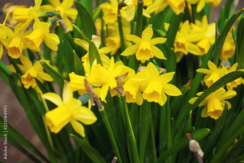 Yellow flowers of daffodils blossom on the flowerbed in the garden spring time and daylight