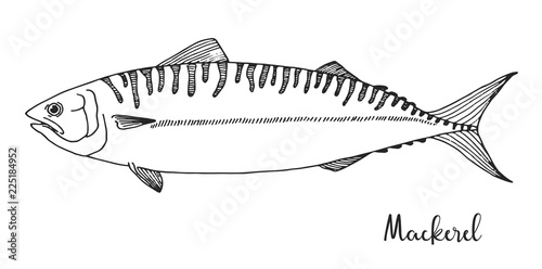 Hand drawn mackerel. Vector illustration in sketch style