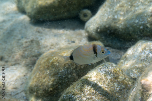 Beautiful underwater Mediterranean fish - DIPLODUS VULGARIS