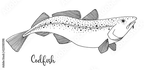 Hand drawn codfish. Vector illustration in sketch style.