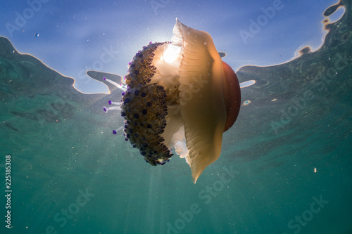 Underwater photo of Mediterranean jelly with beautiful sun rays in the background. Fried Egg Jellyfish. Cotylorhiza tuberculata photo