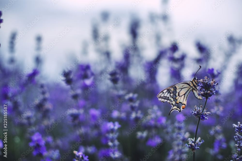 Naklejka premium Lavender flowers with buterfly