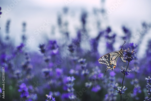 Fototapeta Naklejka Na Ścianę i Meble -  Lavender flowers with buterfly