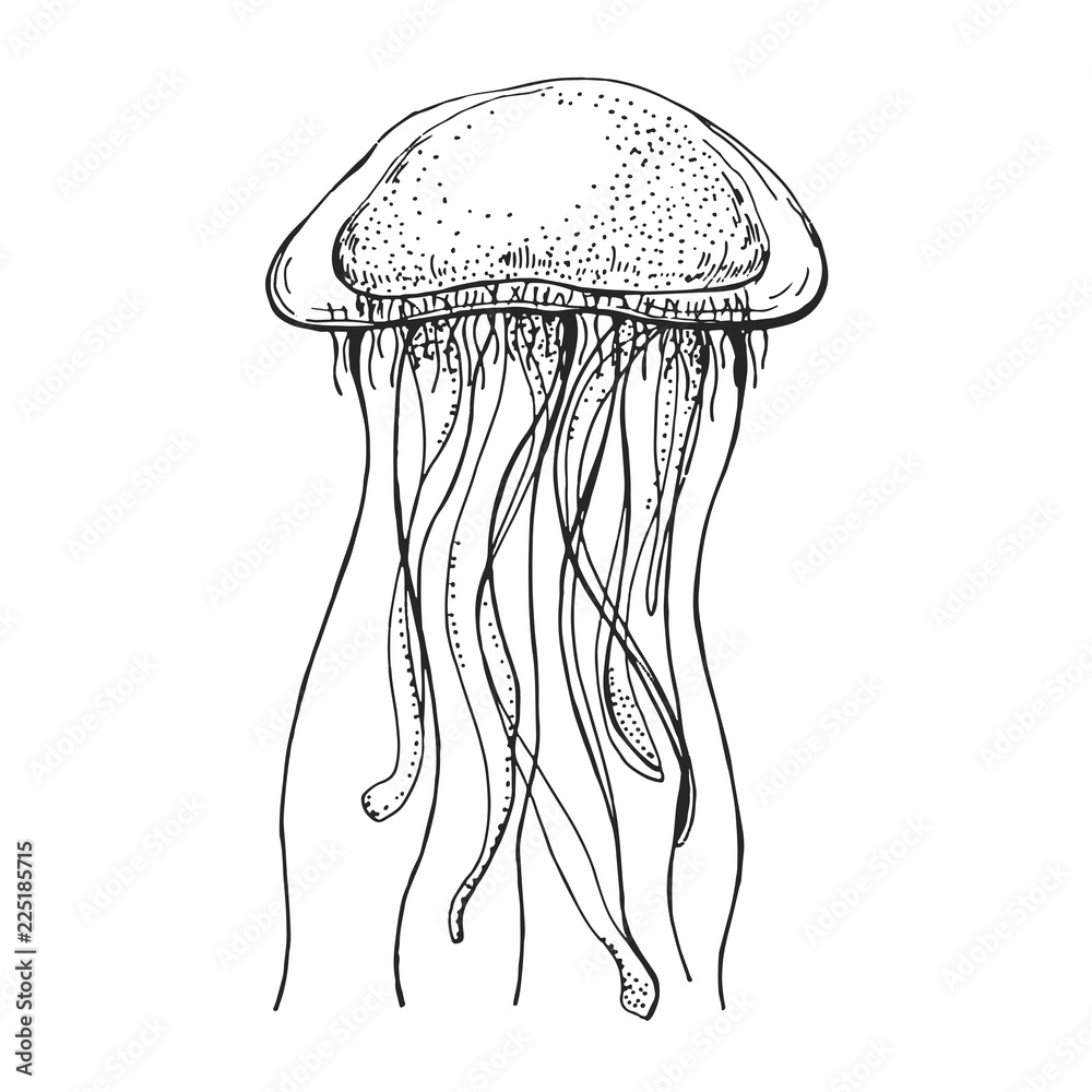 Hand drawn jellyfish. Vector illustration in sketch style
