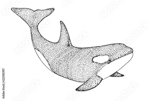 Hand drawn killer whale. Vector illustration in sketch style