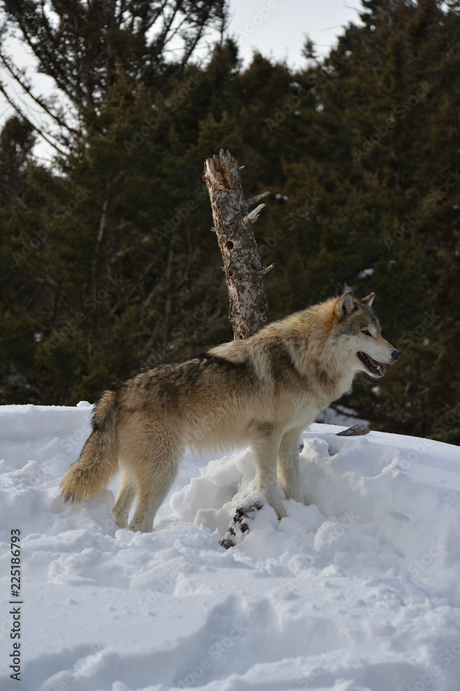 Obraz premium wolf looking 