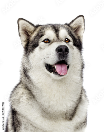 portrait of dog Alaskan malamute