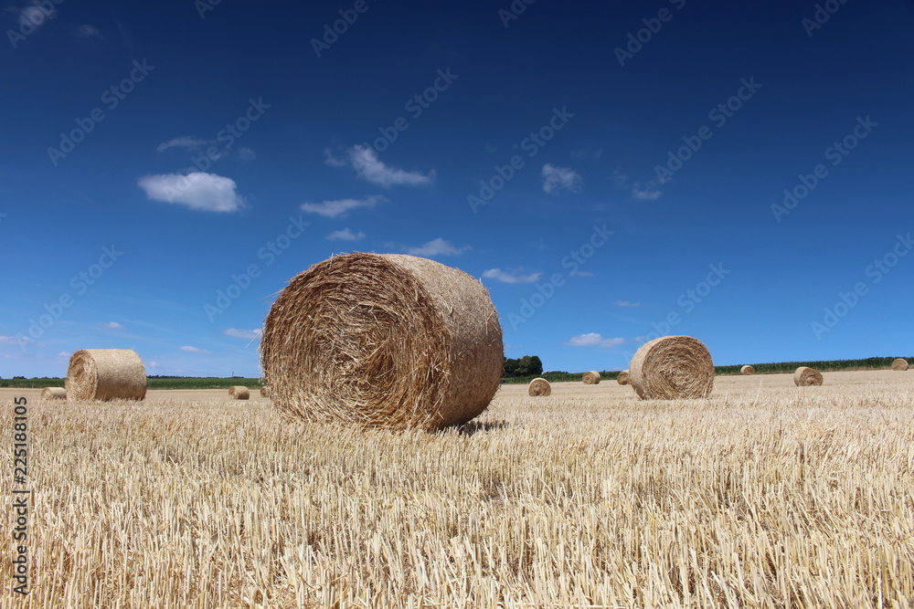 Sommer auf dem Getreidefeld