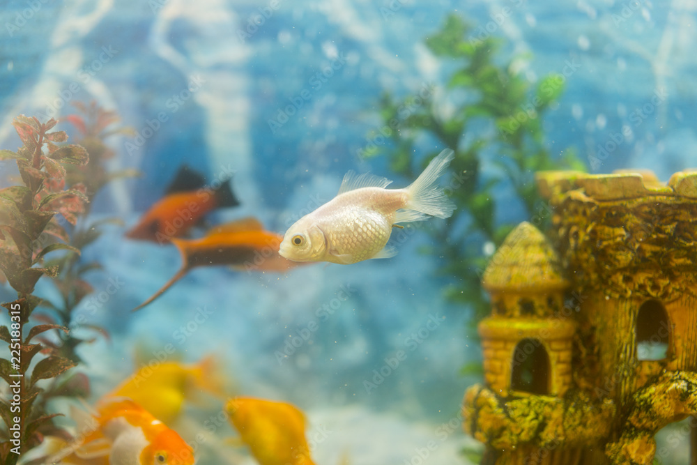 Multicolored fish in the aquarium. Goldfish in freshwater aquarium with  green beautiful planted tropical. fish in freshwater aquarium with green  beautiful planted tropical Stock Photo