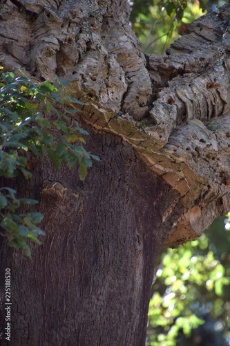 quercus suber tree, cork oak or quercus suber in sardinia in mediterranean