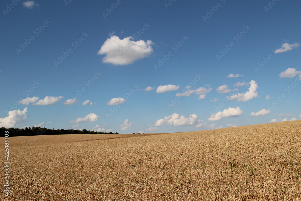 field and blue sky