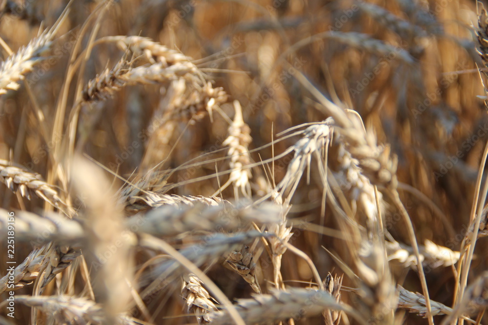 Fototapeta premium field of wheat