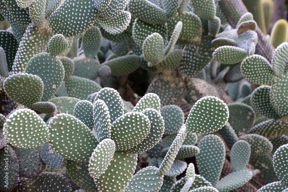 Cactus in summer Cactus in summer